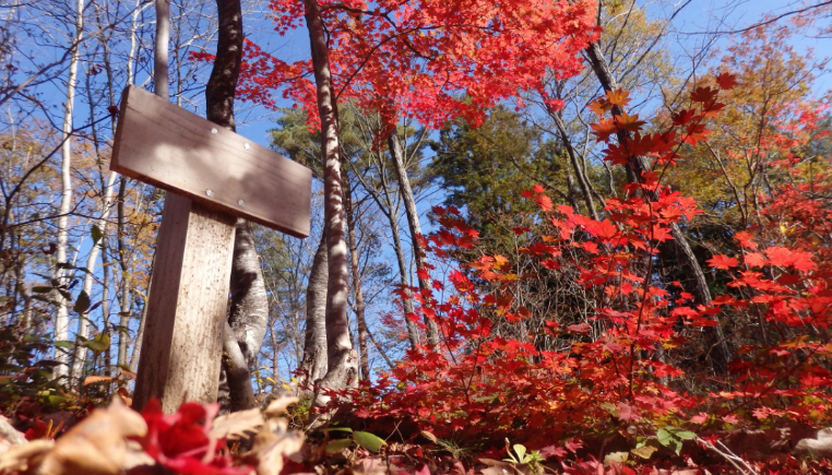 日本初樹木葬 知勝院
